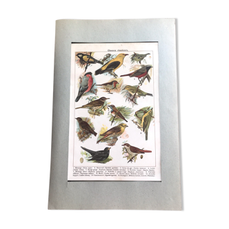 Planche originale oiseaux chanteurs