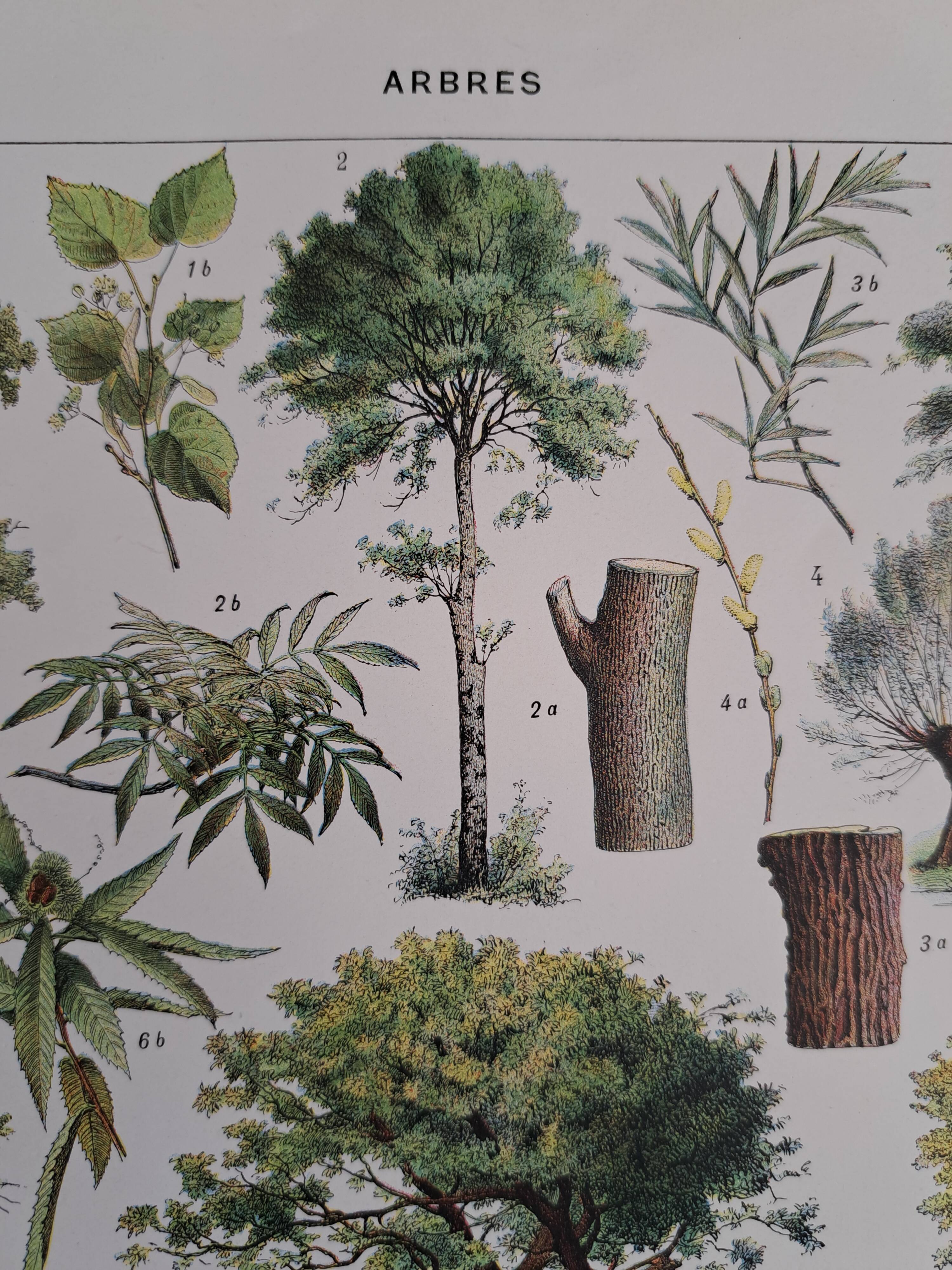 Old botanical plate "Trees" – naturalistic illustration