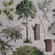 Old botanical plate "Trees" – naturalistic illustration