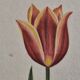 La Roche Laffitte (Born in 1943) - Watercolour drawing on silk - Tulip
