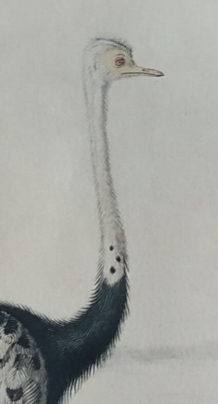 Planche ornithologique originale " autruche & casoar " - buffon 1838