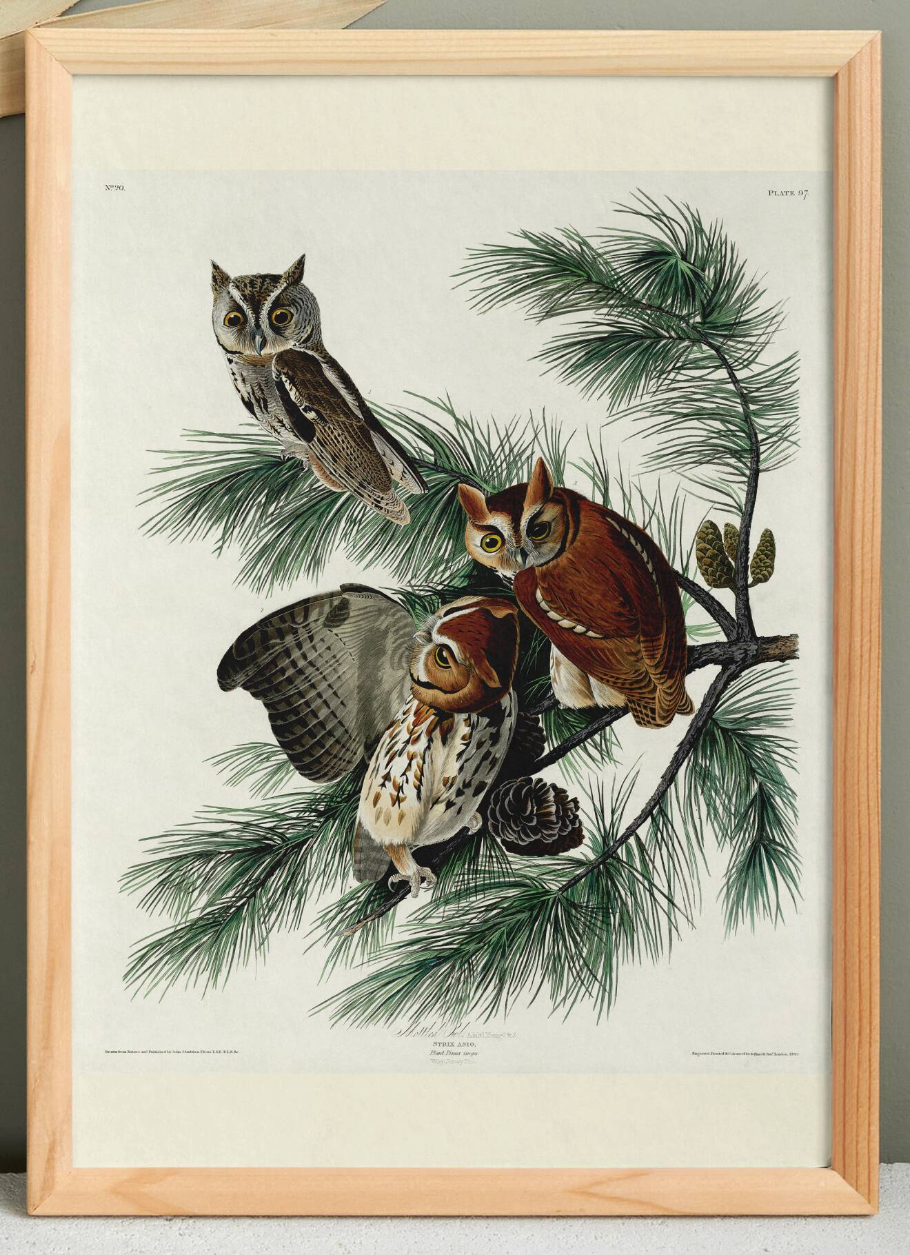 Poster about the owl, based on an old engraving from 1827.