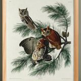Poster about the owl, based on an old engraving from 1827.