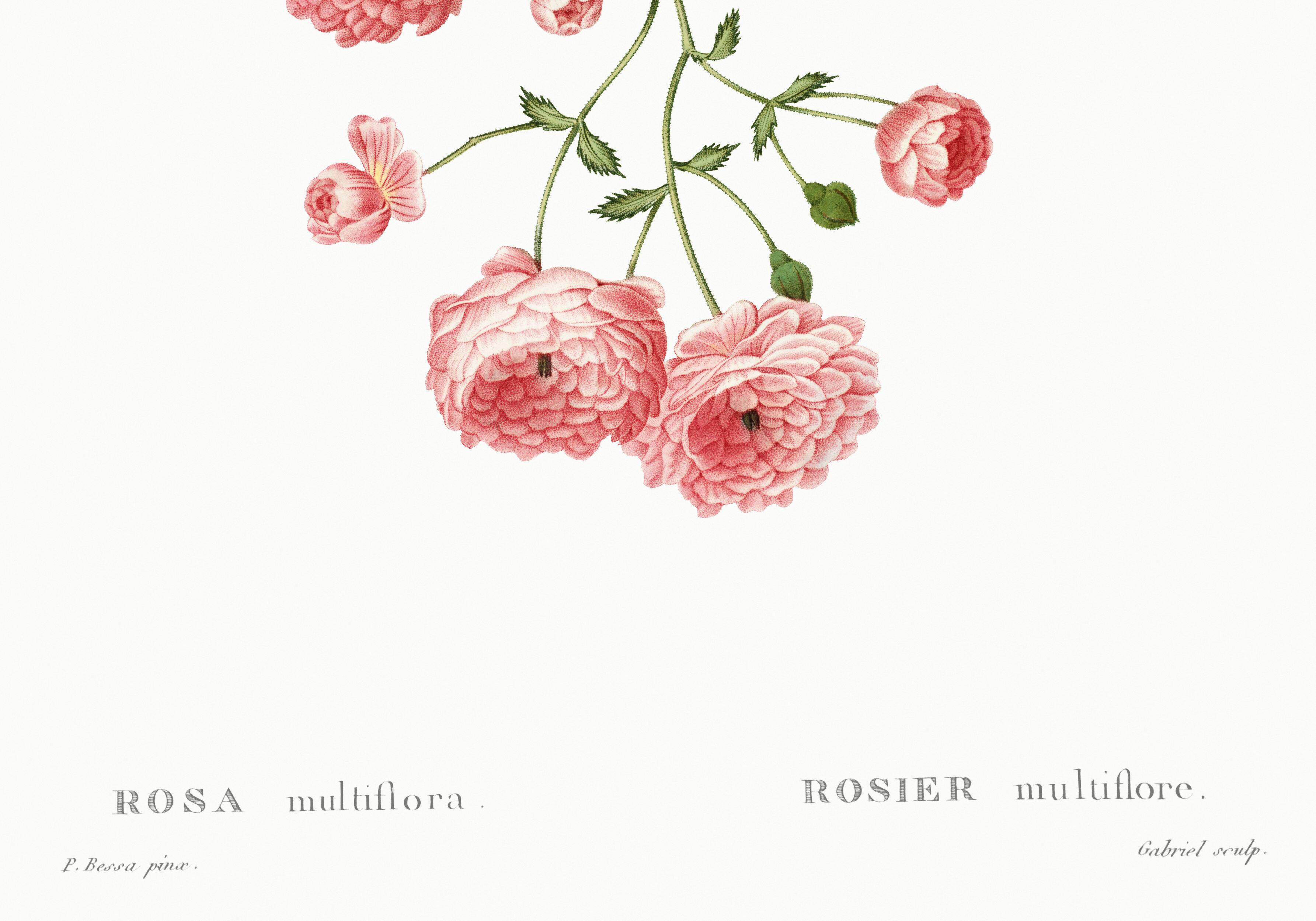 Poster about the Multiflora Rose, based on an old engraving from 1802