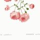 Poster about the Multiflora Rose, based on an old engraving from 1802