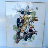 Tableau sous verre avec illustration oiseaux