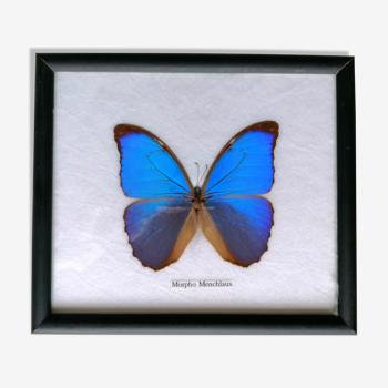 Papillon taxidermie