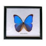 Butterfly taxidermy