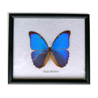 Butterfly taxidermy