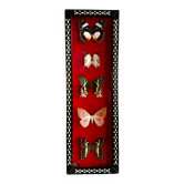 Frame of naturalized butterflies