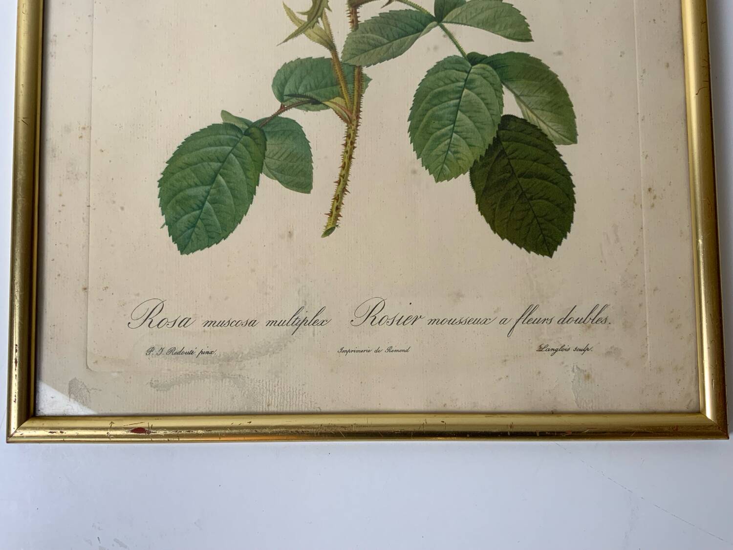 Redouté botanical lithograph