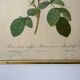 Redouté botanical lithograph