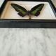 Exotic butterfly frame