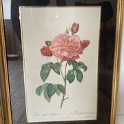 Pair of gilded wooden botanical frames from the 70s