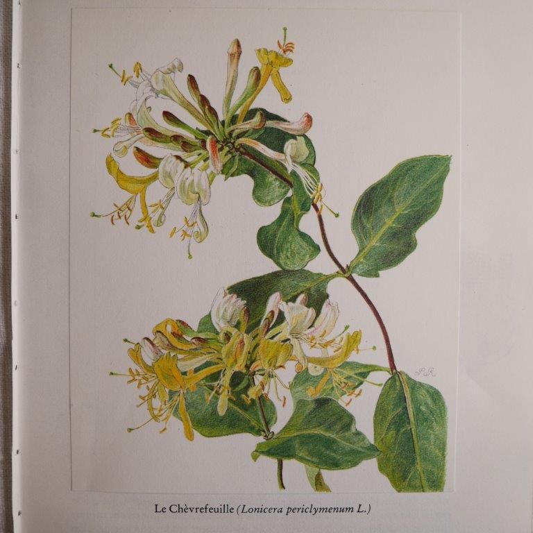 Planche botanique Chèvrefeuille
