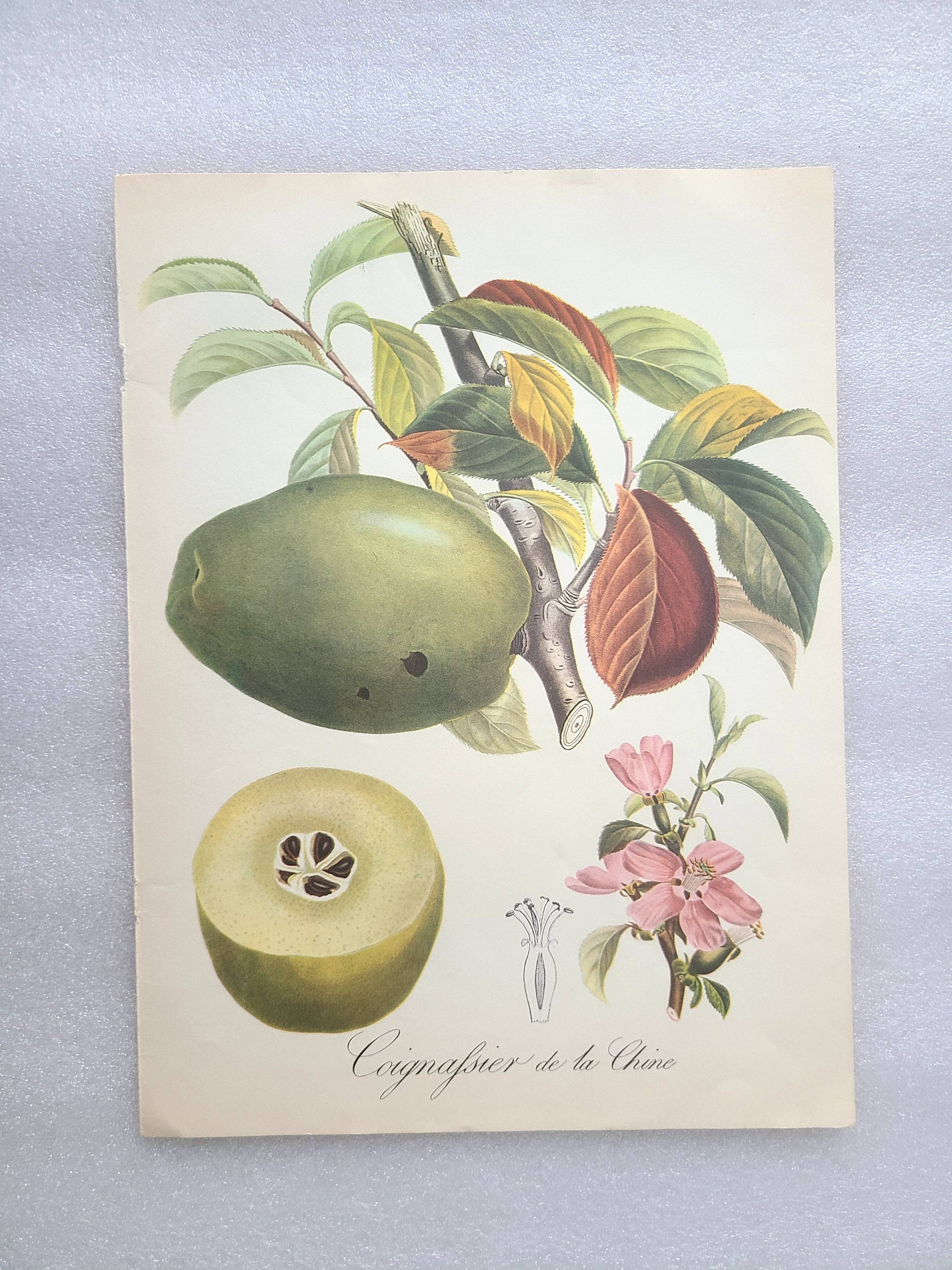 Posters The fruits of the king's garden and the fruits of autumn