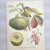 Posters The fruits of the king's garden and the fruits of autumn