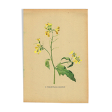 Vintage 1948 Meadow Flower Print by H.Strache - Field Mustard