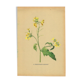 Planche Vintage de 1948 de fleurs des prés par H.Strache - Moutarde champs