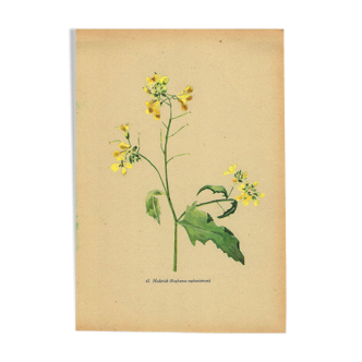 Vintage 1948 Meadow Flower Print by H.Strache - Field Mustard