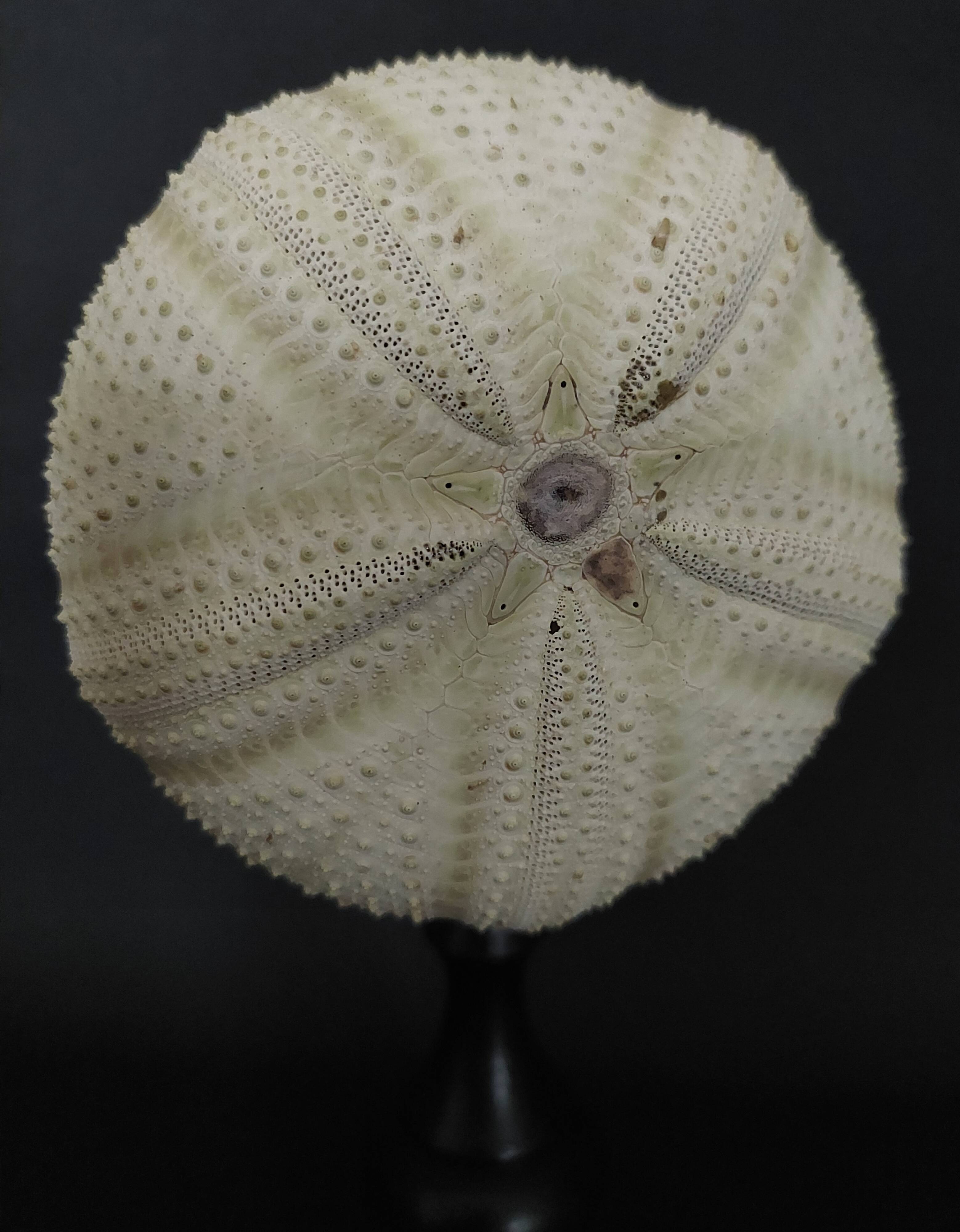 Cabinet of Curiosities sea urchin astropyga radiata on base