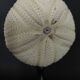 Cabinet of Curiosities sea urchin astropyga radiata on base