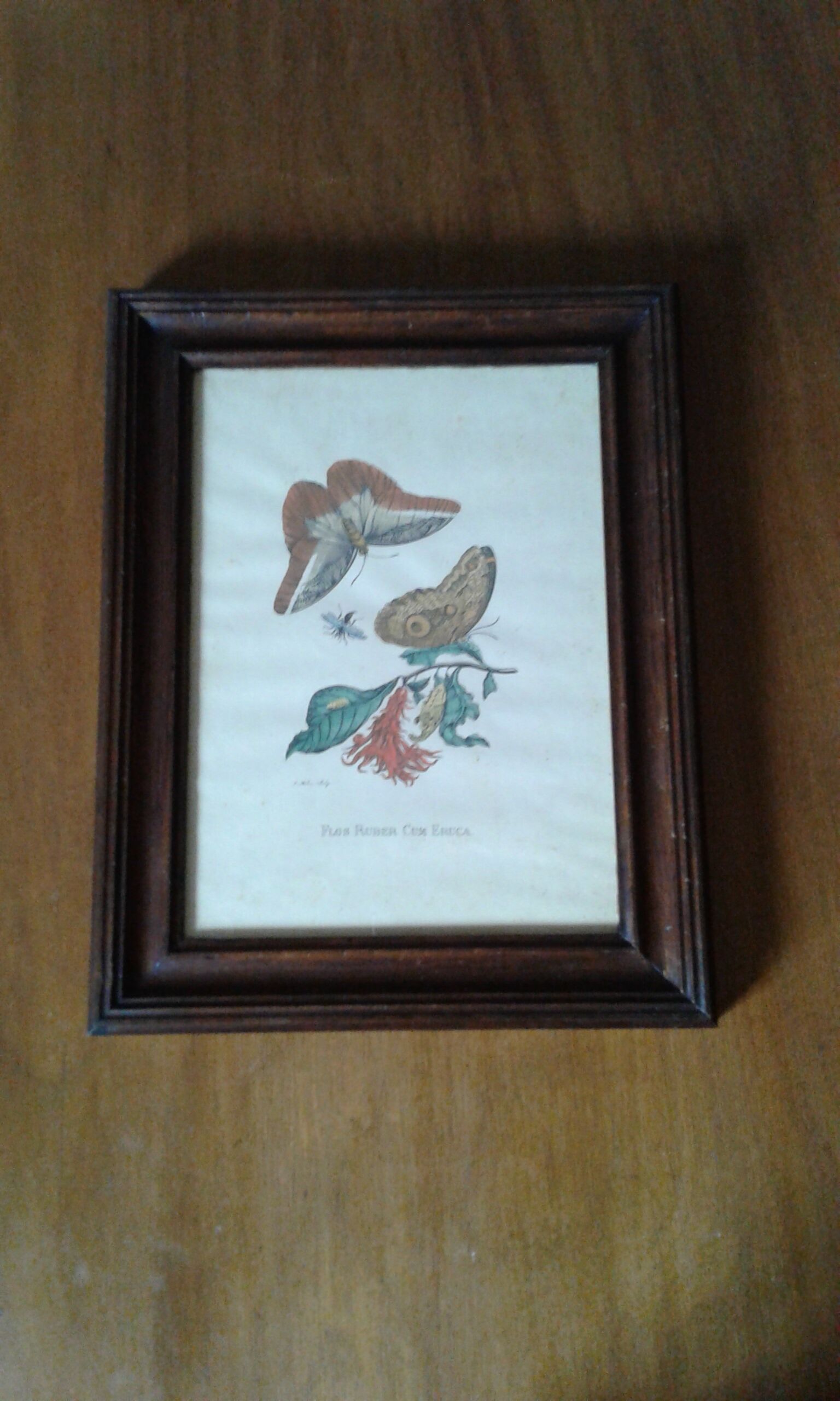 Lot of 2 butterfly lithographs