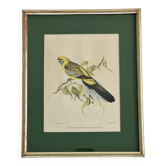 cadre oiseau