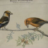 Collection of nine ornithological engravings