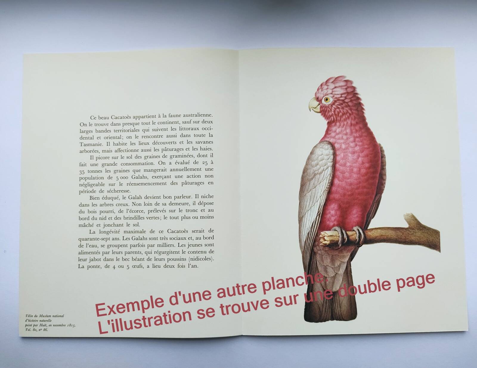 Old board - Rooster of Guyana - Vintage zoological and ornithological illustration - Bird