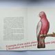 Old board - Rooster of Guyana - Vintage zoological and ornithological illustration - Bird