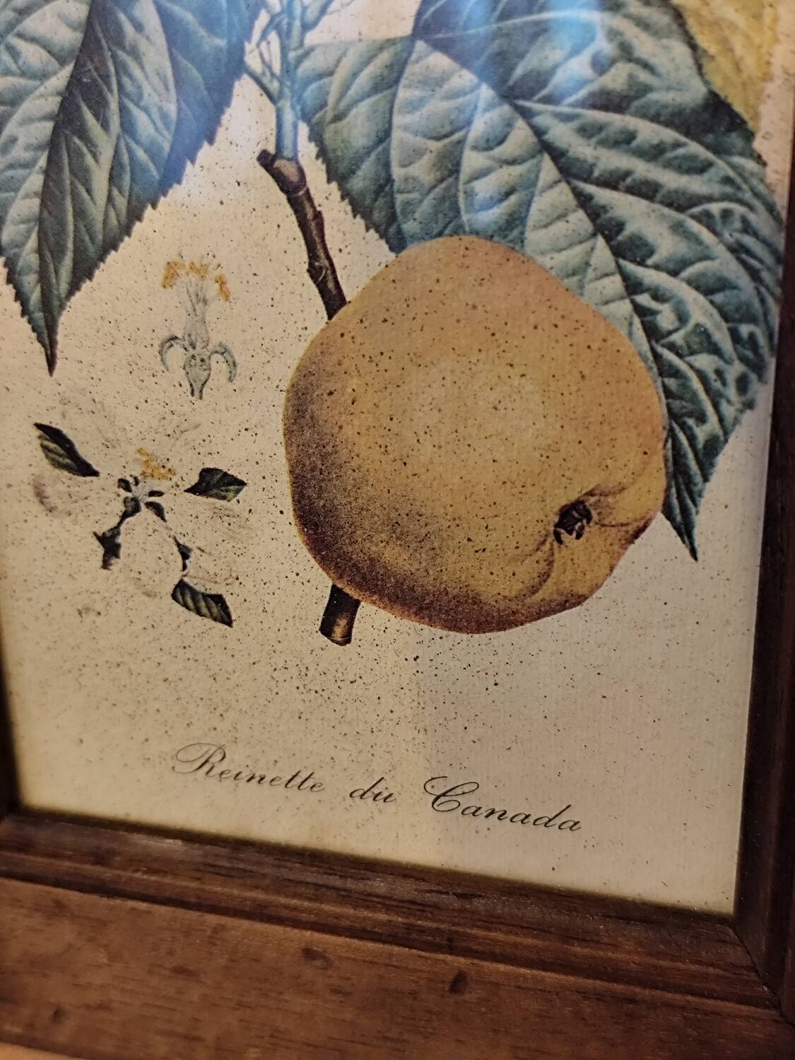 Set of three small framed fruit prints