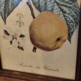 Set of three small framed fruit prints