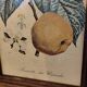 Set of three small framed fruit prints