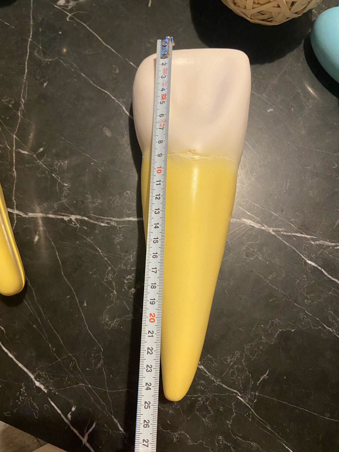 Large size dental model 3 tooth