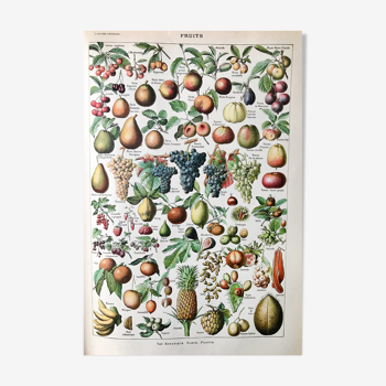 Planche botanique fruits 1922