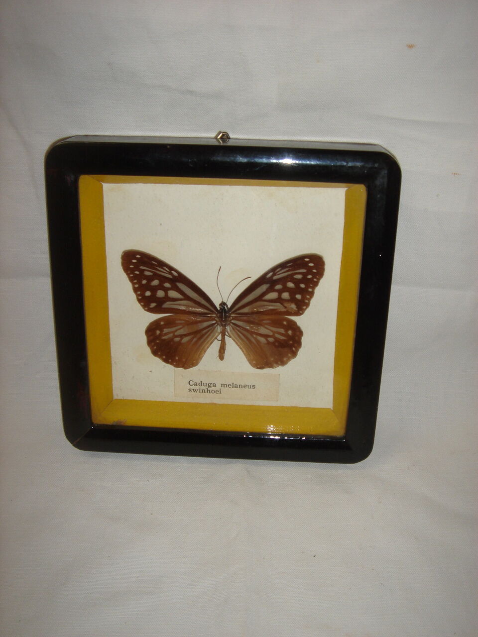 Naturalized butterfly caduga melaneus swinhoei