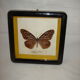 Naturalized butterfly caduga melaneus swinhoei