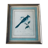 Lithographie oiseau ancienne encadrée