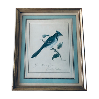 Old framed bird lithography