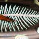 Fish dish, 1950s, in Vallauris ceramic, signed Humblot