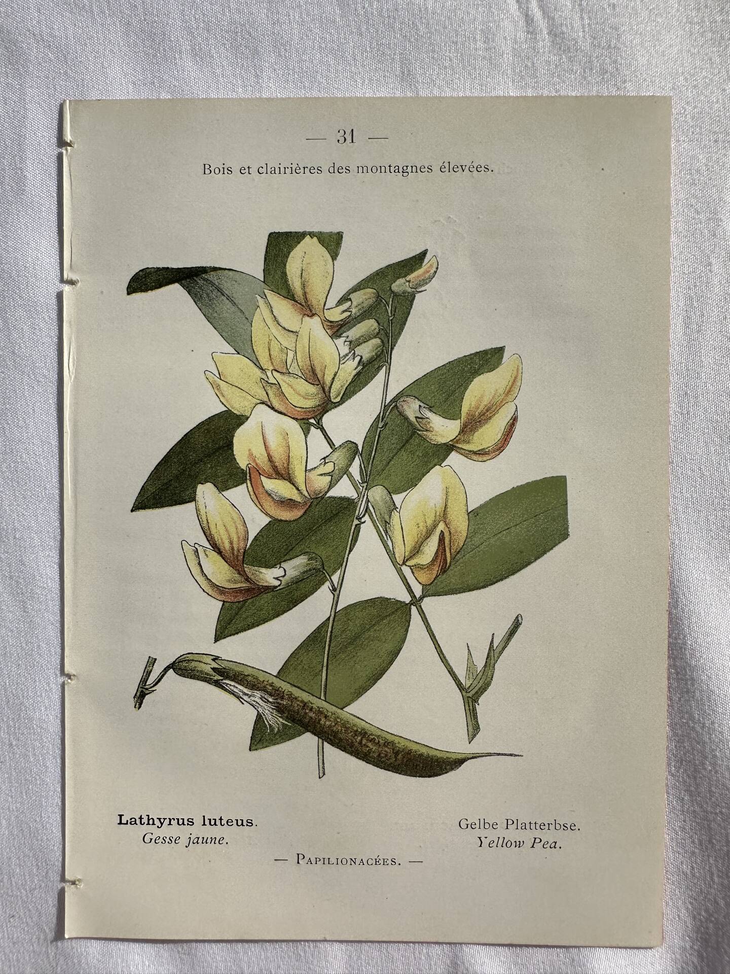 Botanical engraving French flower lithograph naturalist plate 19th century
