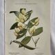 Botanical engraving French flower lithograph naturalist plate 19th century