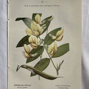 Botanical engraving French flower lithograph naturalist plate 19th century