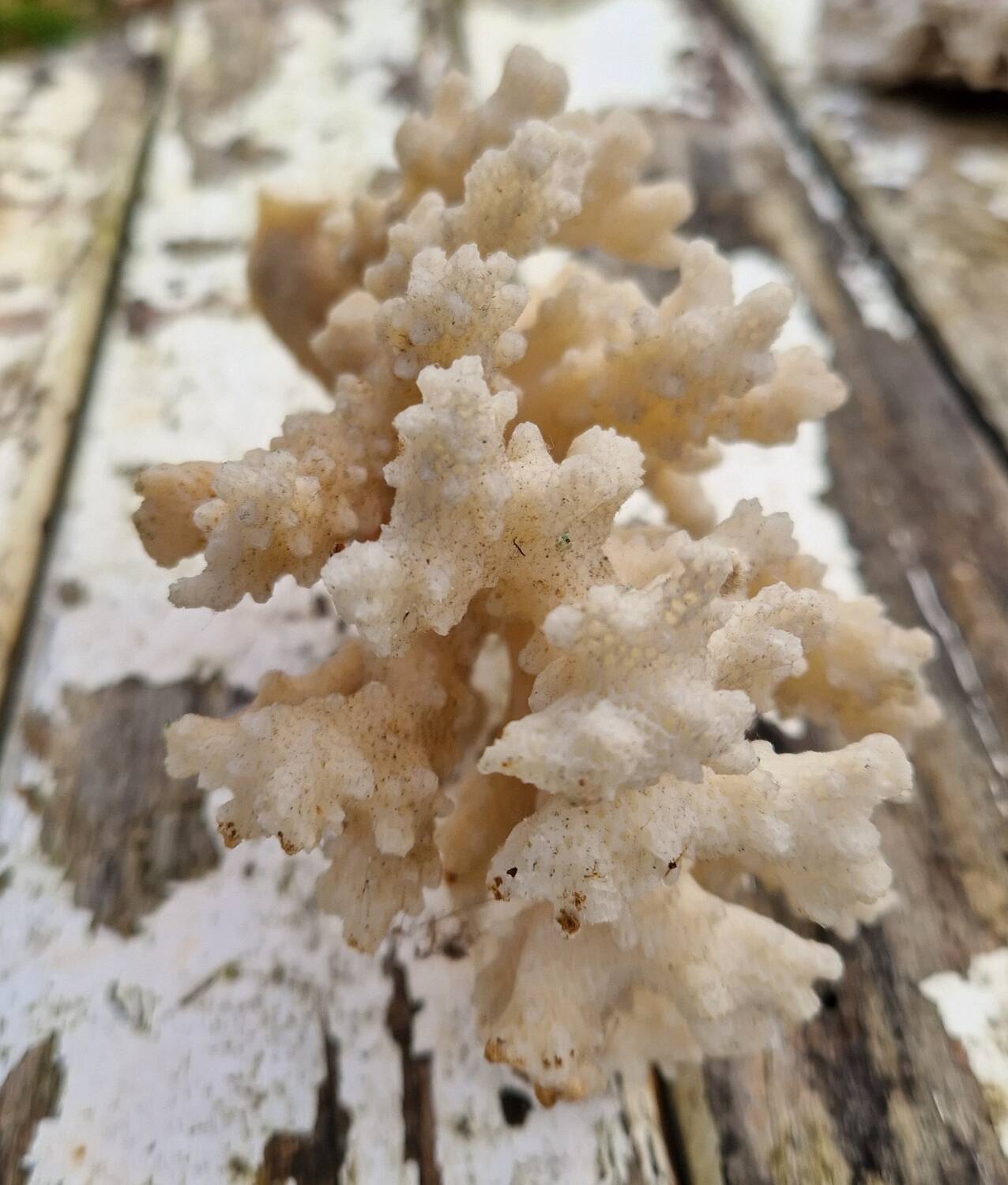 Ancient Caribbean Coral