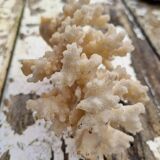 Corail ancien des Caraïbes