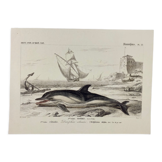 Vintage Ordinary Dolphin - Poster Illustration of the Universal Dictionary of Natural History