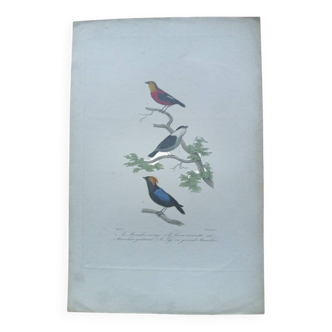 Poster - 19th century zoological engraving of birds - manakin