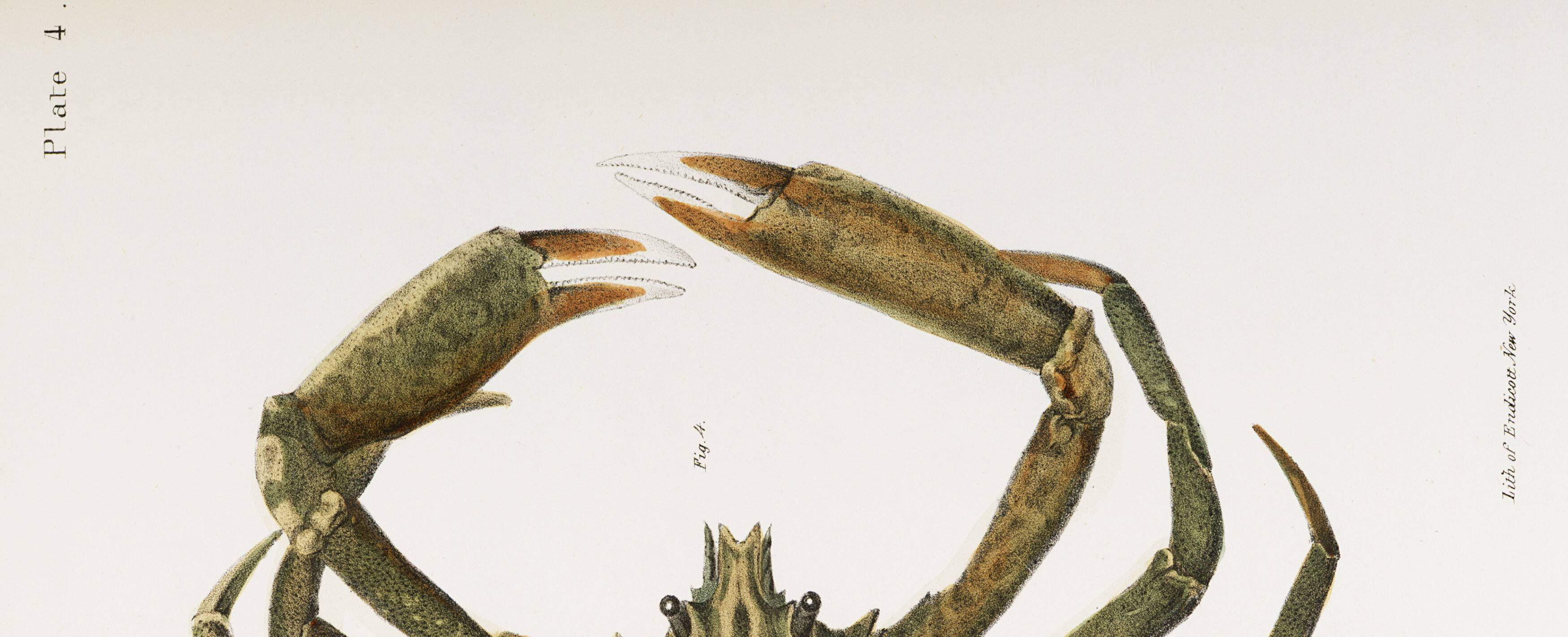 Affiche sur le crabe-araignée, d’après une lithographie ancienne de 1842.