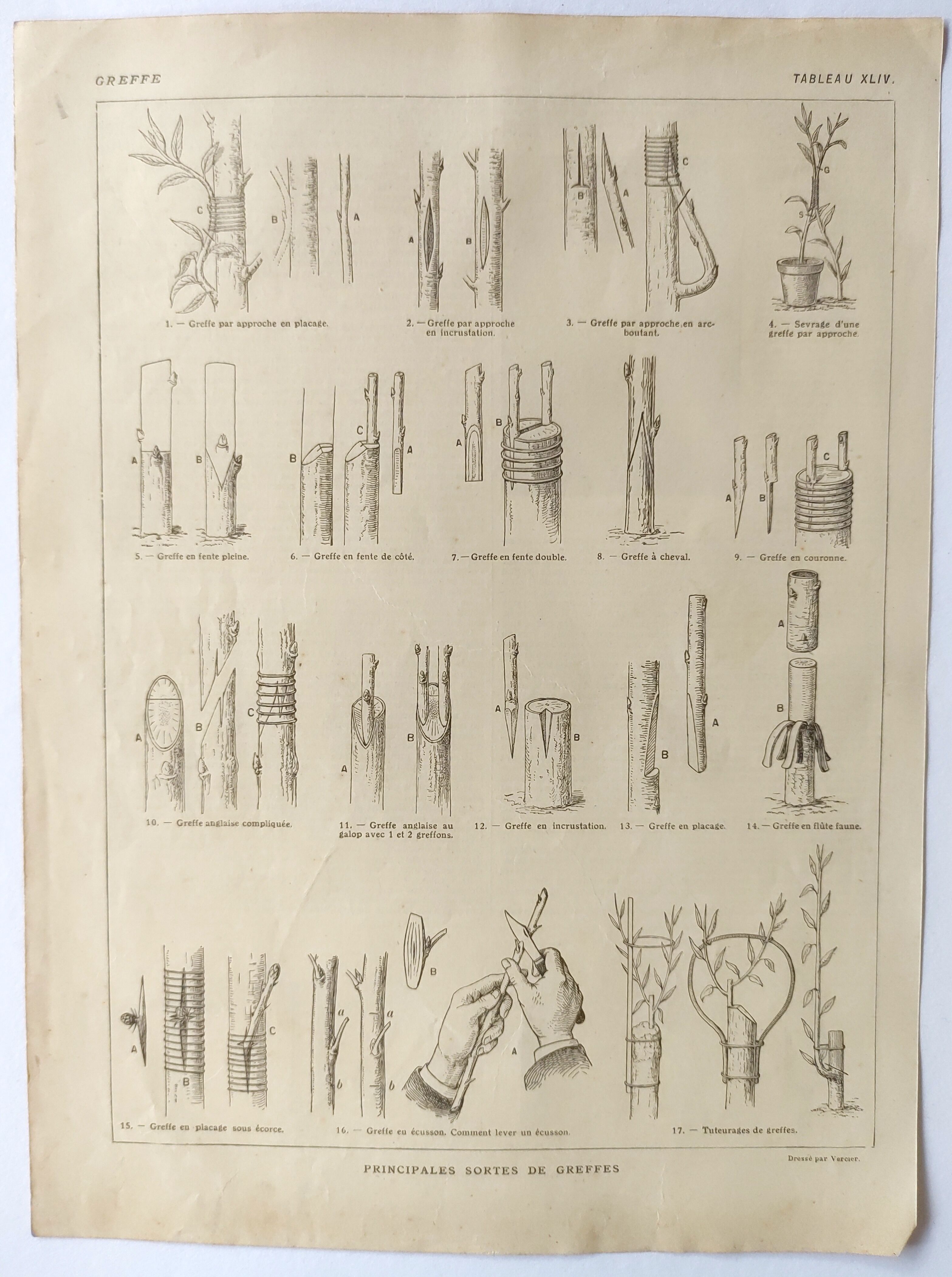 Antique print • Tree grafting • Original poster from 1922